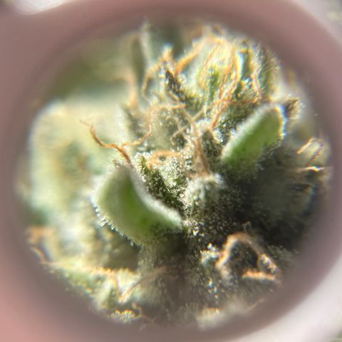 Blueberry Bubba #2 growlog timeline photo