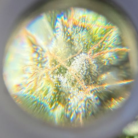 Blueberry Bubba #2 growlog timeline photo