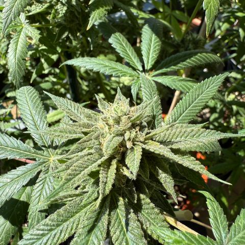 Blueberry Bubba #2 growlog timeline photo