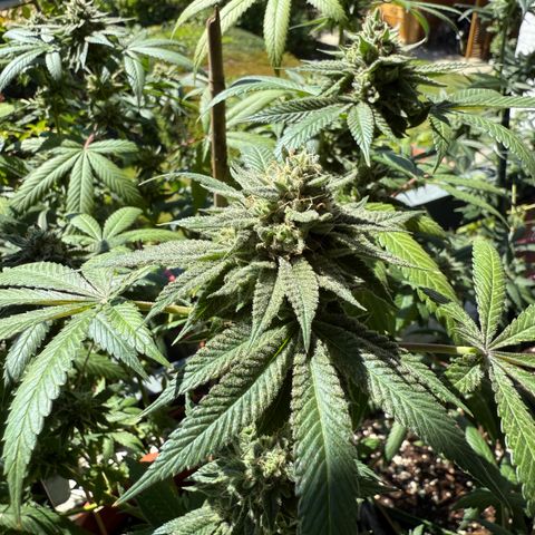 Blueberry Bubba #2 growlog timeline photo