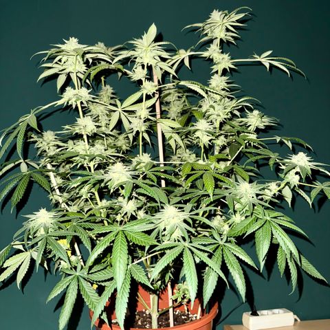 Blueberry Bubba #2 growlog timeline photo