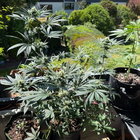12.2. growlog timeline photo