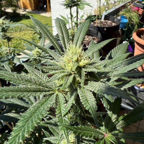 12.2. growlog timeline photo