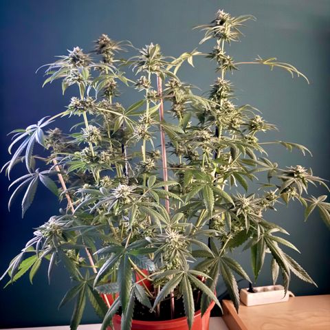 Blueberry Bubba #2 growlog timeline photo