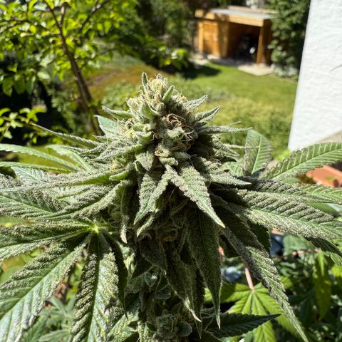 Blueberry Bubba #2 growlog timeline photo