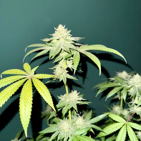Blueberry Bubba #2 growlog timeline photo