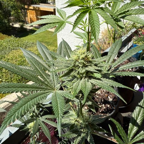 12.2. growlog timeline photo