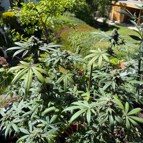 Blueberry Bubba #2 growlog timeline photo