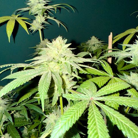 Blueberry Bubba #2 growlog timeline photo