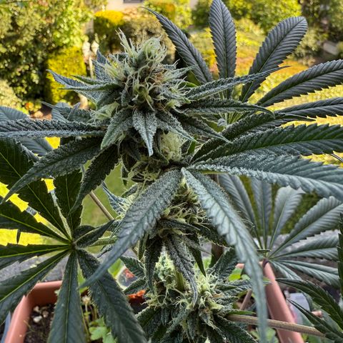 12.2. growlog timeline photo