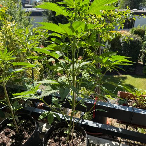 Gorilla Cookies Auto growlog timeline photo