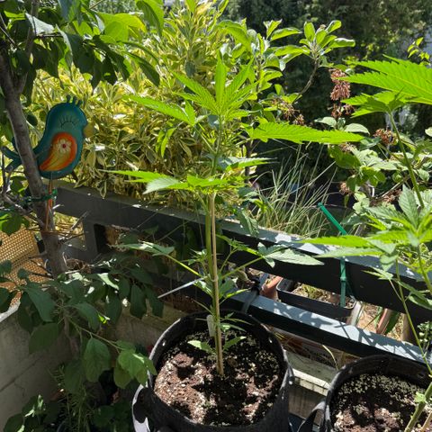 Hyperion F1 growlog timeline photo