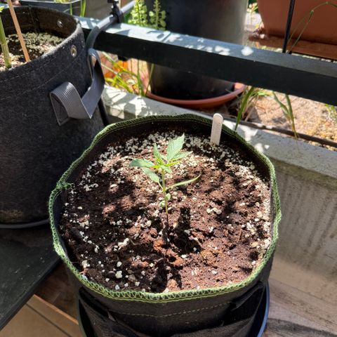 OG Kush Auto growlog timeline photo