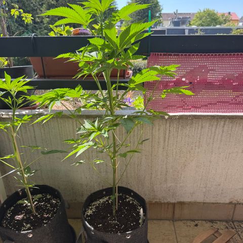 Gorilla Cookies Auto growlog timeline photo
