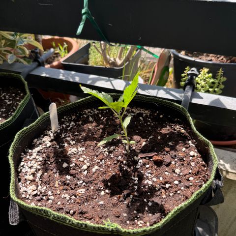 OG Kush Auto growlog timeline photo