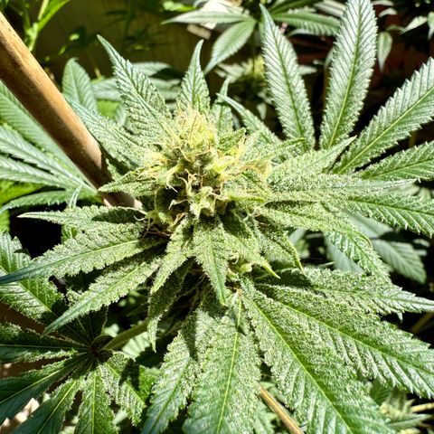 12.2. growlog timeline photo