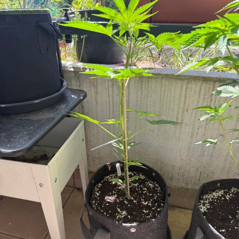 Hyperion F1 growlog timeline photo