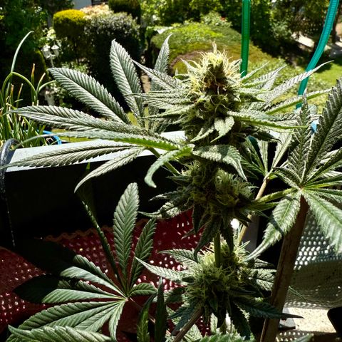 12.2. growlog timeline photo