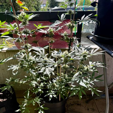 12.2. growlog timeline photo