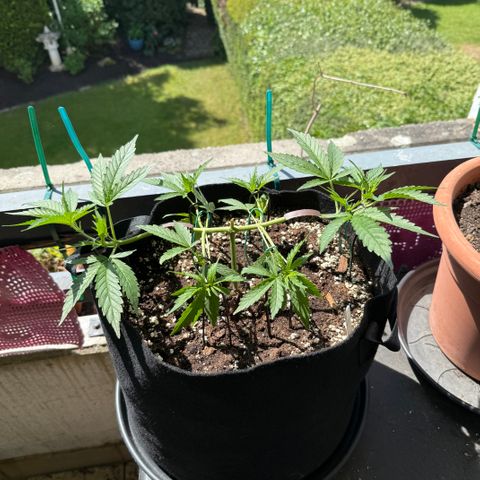 Ghost Train Haze #2 growlog timeline photo