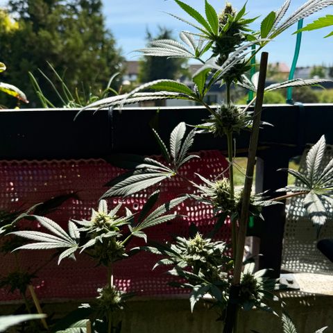 12.2. growlog timeline photo