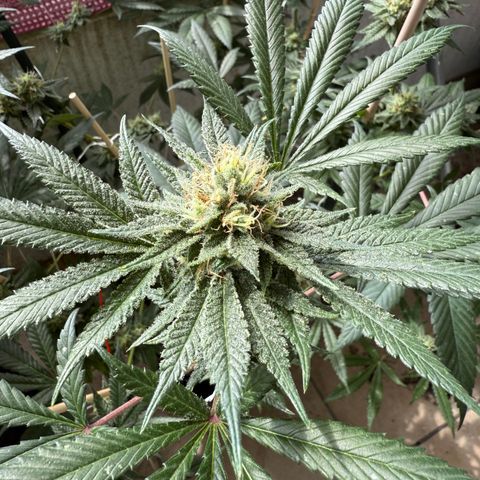 12.2. growlog timeline photo