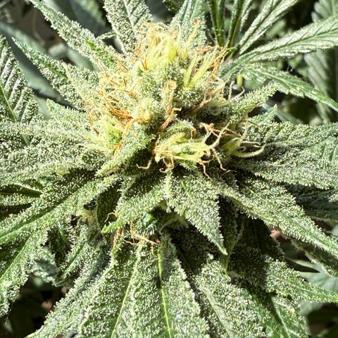 12.2. growlog timeline photo