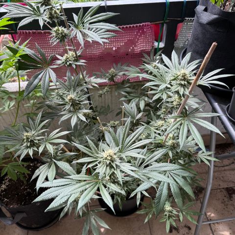 12.2. growlog timeline photo