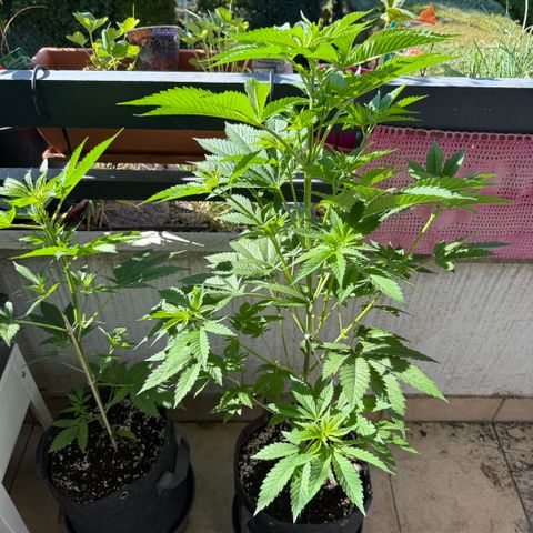 Gorilla Cookies Auto growlog timeline photo
