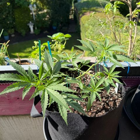 Ghost Train Haze #2 growlog timeline photo