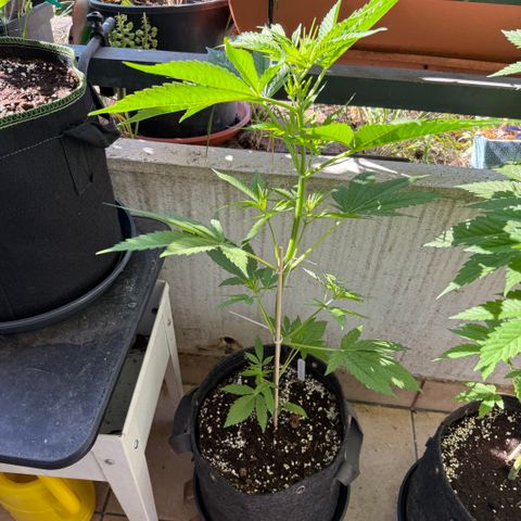 Hyperion F1 growlog timeline photo