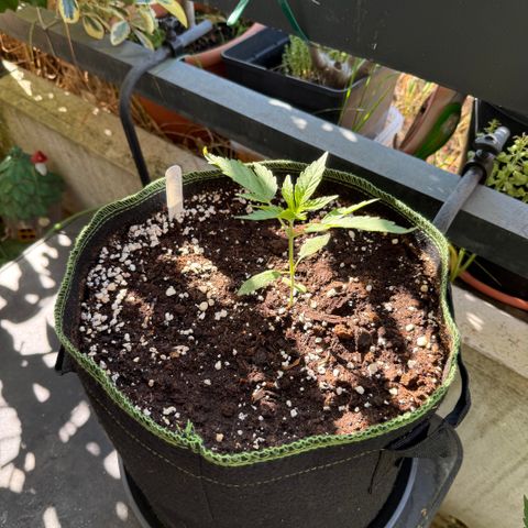 OG Kush Auto growlog timeline photo