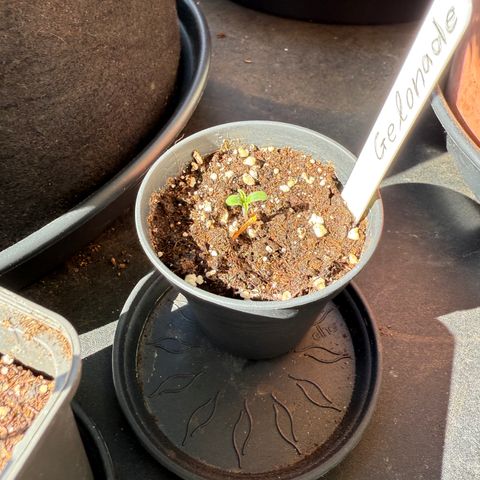 Gelonade growlog timeline photo
