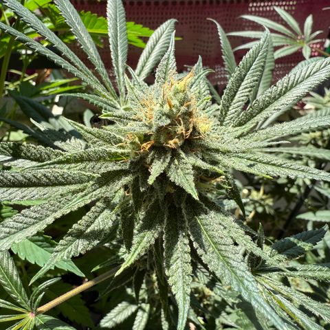 12.2. growlog timeline photo