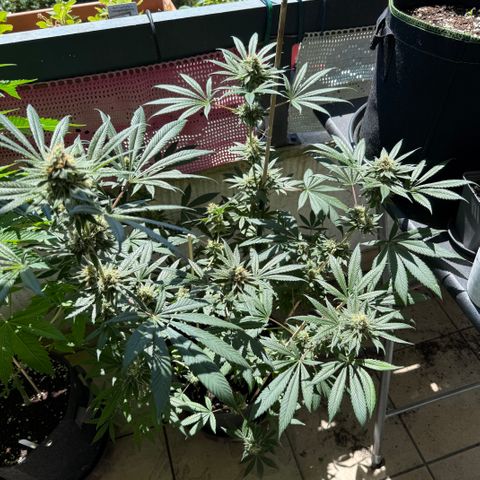 12.2. growlog timeline photo