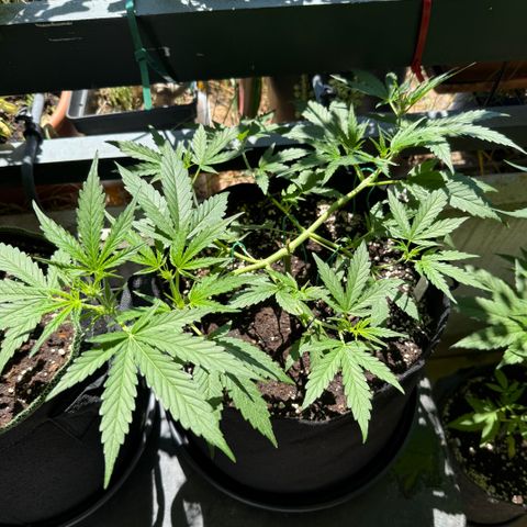 Ghost Train Haze #2 growlog timeline photo