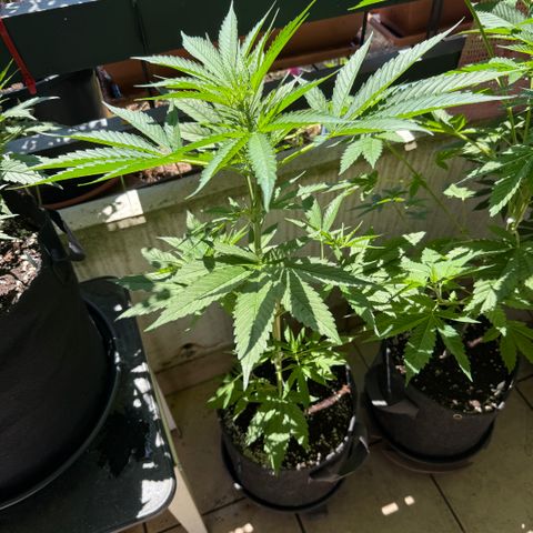 Hyperion F1 growlog timeline photo