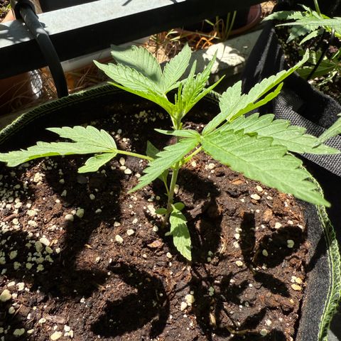 OG Kush Auto growlog timeline photo