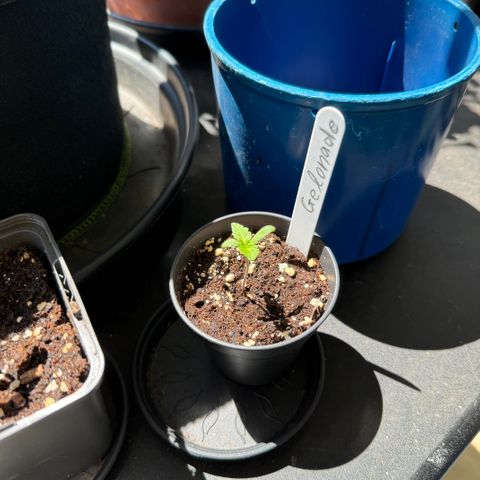Gelonade growlog timeline photo