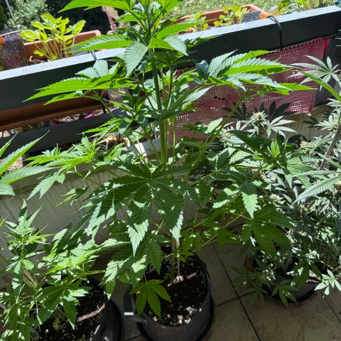 Gorilla Cookies Auto growlog timeline photo