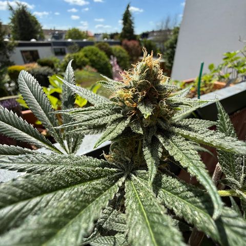 12.2. growlog timeline photo