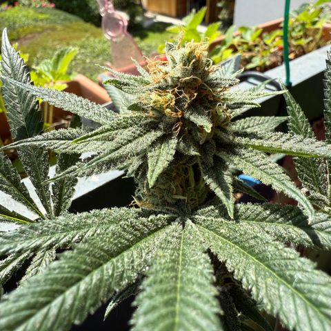12.2. growlog timeline photo