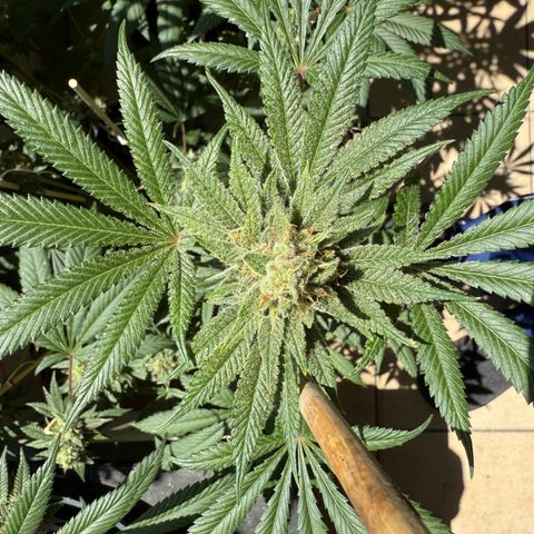12.2. growlog timeline photo