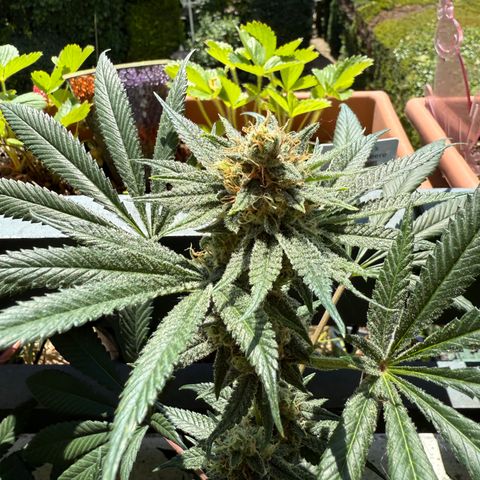 12.2. growlog timeline photo