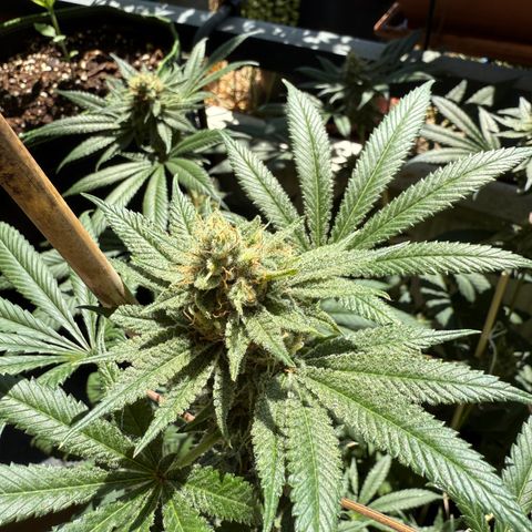 12.2. growlog timeline photo