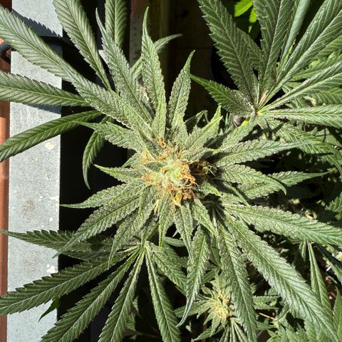12.2. growlog timeline photo