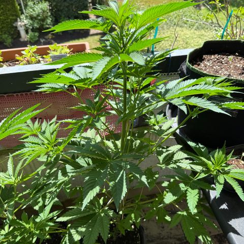 Gorilla Cookies Auto growlog timeline photo