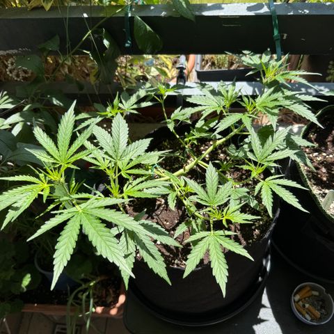 Ghost Train Haze #2 growlog timeline photo