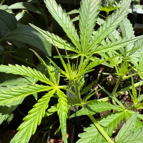 Ghost Train Haze #2 growlog timeline photo
