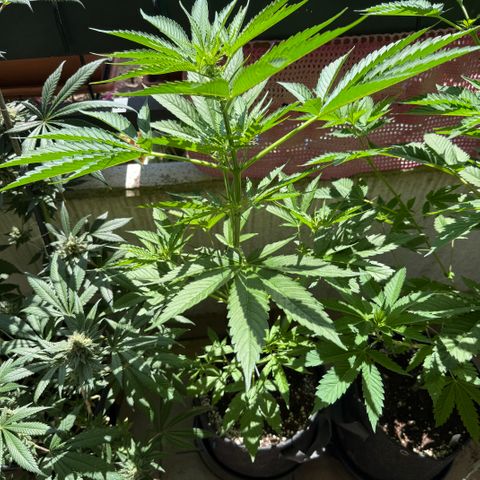 Hyperion F1 growlog timeline photo